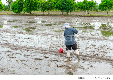 Farmer works in muddy rice field preparing soil for planting during rainy season with tropical trees and rural agricultural landscape in countryside farmland Farmer works in muddy rice field preparing soil for planting during rainy season with tropical trees and rural agricultural landscape in countryside farmland 139478035