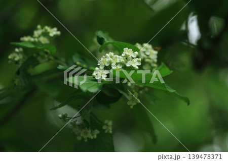 サンザシの花 サンザシの花 139478371