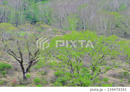 赤城白樺牧場　新緑の眺め　春の風景　　　 139478391