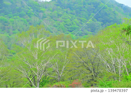 赤城白樺牧場 新緑の眺め 春の風景 赤城白樺牧場 新緑の眺め 春の風景 139478397