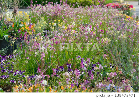 春の花壇に咲く綺麗な花 春の花壇に咲く綺麗な花 139478471