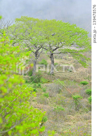赤城白樺牧場　新緑の眺め　春の風景　　　 139478576