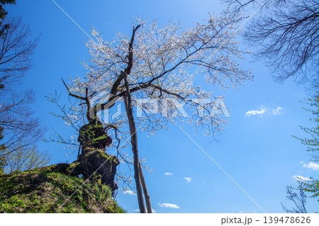 置賜さくら回廊赤坂の桜 置賜さくら回廊赤坂の桜 139478626