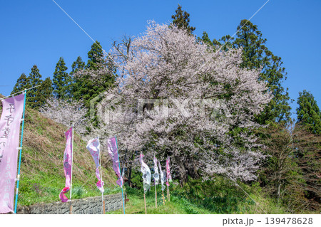 置賜さくら回廊子守堂の桜 139478628