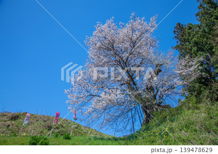置賜さくら回廊子守堂の桜 139478629