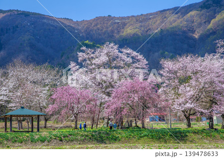 置賜さくら回廊十二の桜 置賜さくら回廊十二の桜 139478633