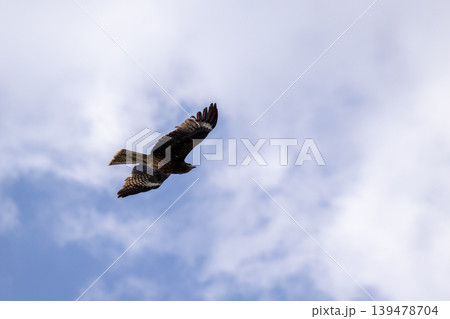 翼を広げ大空を滑空するトンビ 翼を広げ大空を滑空するトンビ 139478704