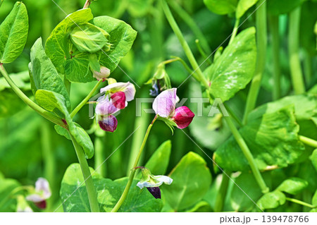 赤いエンドウマメの花(春、四月) 赤いエンドウマメの花(春、四月) 139478766