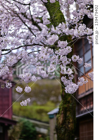 桜が美しい主計町茶屋街 139479402