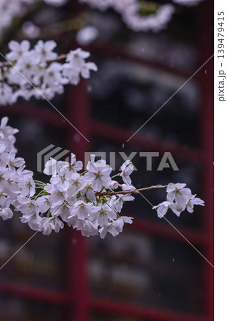 桜が美しい主計町茶屋街 桜が美しい主計町茶屋街 139479415
