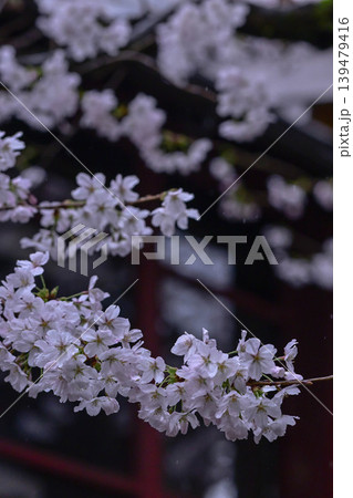 桜が美しい主計町茶屋街 139479416