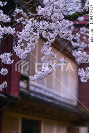 桜が美しい主計町茶屋街 139479417