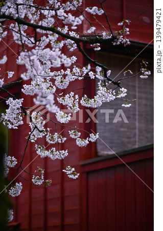 桜が美しい主計町茶屋街 桜が美しい主計町茶屋街 139479421