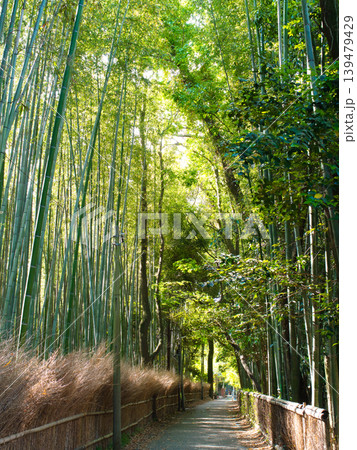 竹林の小径 竹林の小径 139479429