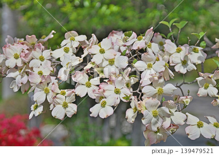 白いハナミズキの花(春、四月) 白いハナミズキの花(春、四月) 139479521