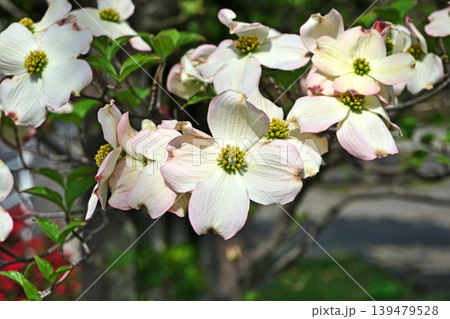白いハナミズキの花（春、四月） 139479528