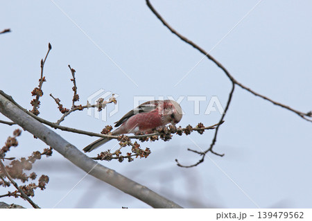 ベニマシコ 紅猿子、突厥雀 Carpodacus sibiricus 北海道の野鳥 ベニマシコ 紅猿子、突厥雀 Carpodacus sibiricus 北海道の野鳥 139479562