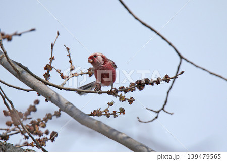 ベニマシコ 紅猿子、突厥雀 Carpodacus sibiricus 北海道の野鳥 ベニマシコ 紅猿子、突厥雀 Carpodacus sibiricus 北海道の野鳥 139479565