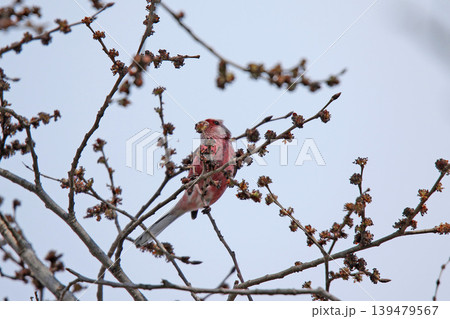 ベニマシコ　紅猿子、突厥雀　Carpodacus sibiricus　北海道の野鳥 139479567