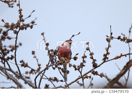 ベニマシコ 紅猿子、突厥雀 Carpodacus sibiricus 北海道の野鳥 ベニマシコ 紅猿子、突厥雀 Carpodacus sibiricus 北海道の野鳥 139479570