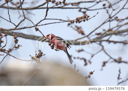 ベニマシコ 紅猿子、突厥雀 Carpodacus sibiricus 北海道の野鳥 ベニマシコ 紅猿子、突厥雀 Carpodacus sibiricus 北海道の野鳥 139479576