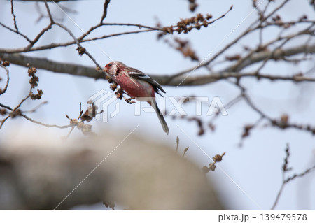 ベニマシコ 紅猿子、突厥雀 Carpodacus sibiricus 北海道の野鳥 ベニマシコ 紅猿子、突厥雀 Carpodacus sibiricus 北海道の野鳥 139479578