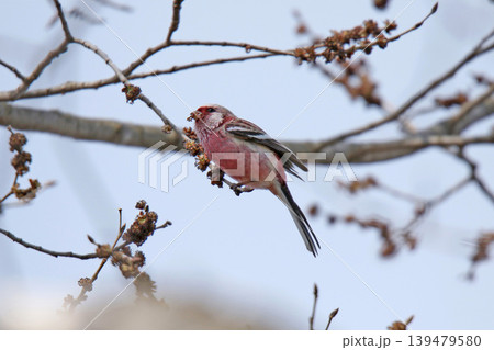 ベニマシコ 紅猿子、突厥雀 Carpodacus sibiricus 北海道の野鳥 ベニマシコ 紅猿子、突厥雀 Carpodacus sibiricus 北海道の野鳥 139479580