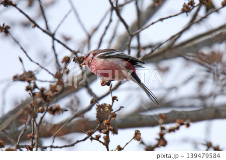 ベニマシコ 紅猿子、突厥雀 Carpodacus sibiricus 北海道の野鳥 ベニマシコ 紅猿子、突厥雀 Carpodacus sibiricus 北海道の野鳥 139479584