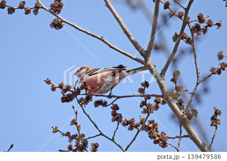 ベニマシコ　紅猿子、突厥雀　Carpodacus sibiricus　北海道の野鳥 139479586