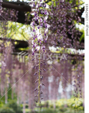 春光注ぐ藤の花（ノダナガフジ・20260426143734） 139479693