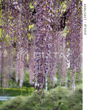 春光注ぐ藤の花(ノダナガフジ・20260426143846) 春光注ぐ藤の花(ノダナガフジ・20260426143846) 139479694
