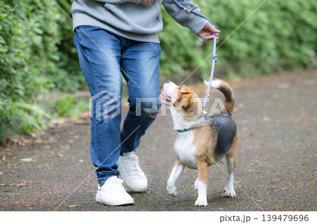 ビーグルを飼う男性、犬と散歩する笑顔ポートレート、躾や訓練のイメージの顔無し注目させるアイコンタクト ビーグルを飼う男性、犬と散歩する笑顔ポートレート、躾や訓練のイメージの顔無し注目させるアイコンタクト 139479696
