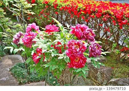 赤色のボタンの花（春、四月） 139479710