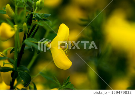 エニシダの花 エニシダの花 139479832