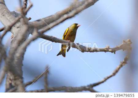 カワラヒワ 河原鶸 Chloris sinica 北海道野鳥 カワラヒワ 河原鶸 Chloris sinica 北海道野鳥 139479855