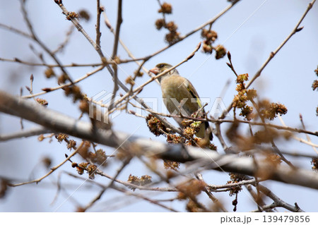 カワラヒワ　河原鶸　Chloris sinica　北海道野鳥 139479856