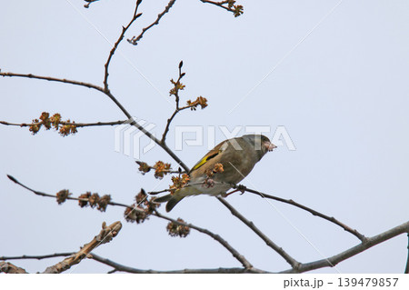カワラヒワ　河原鶸　Chloris sinica　北海道野鳥 139479857