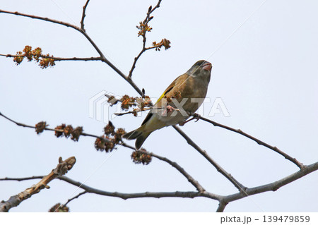 カワラヒワ　河原鶸　Chloris sinica　北海道野鳥 139479859