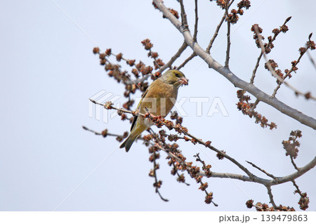 カワラヒワ　河原鶸　Chloris sinica　北海道野鳥 139479863
