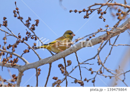 カワラヒワ　河原鶸　Chloris sinica　北海道野鳥 139479864