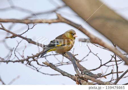 カワラヒワ　河原鶸　Chloris sinica　北海道野鳥 139479865