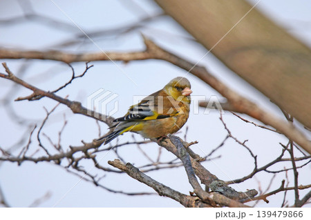 カワラヒワ　河原鶸　Chloris sinica　北海道野鳥 139479866