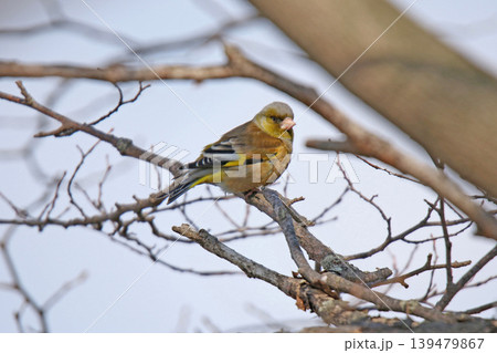 カワラヒワ　河原鶸　Chloris sinica　北海道野鳥 139479867