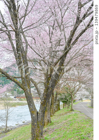 快晴の青空と美しい桜並木の風景写真 【岐阜県郡上市】 快晴の青空と美しい桜並木の風景写真 【岐阜県郡上市】 139479869