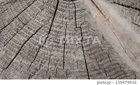 Detailed View of the Surface Texture of a Cracked Dry Tree Trunk 139479916