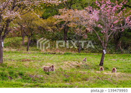 桜の木の下で休む猿 桜の木の下で休む猿 139479993