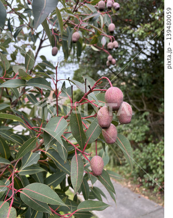Large bunches of brown lush native Australian gumnuts and leaves on a gum tree in a garden,  Australia. 139480059