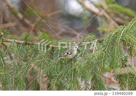 キクイタダキ 菊戴 鶎 Regulus regulus 北海道の野鳥 キクイタダキ 菊戴 鶎 Regulus regulus 北海道の野鳥 139480209