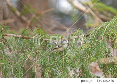 キクイタダキ 菊戴 鶎 Regulus regulus 北海道の野鳥 キクイタダキ 菊戴 鶎 Regulus regulus 北海道の野鳥 139480210