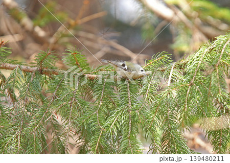 キクイタダキ 菊戴 鶎 Regulus regulus 北海道の野鳥 キクイタダキ 菊戴 鶎 Regulus regulus 北海道の野鳥 139480211